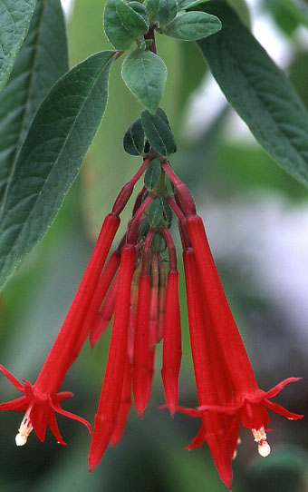 F.boliviana