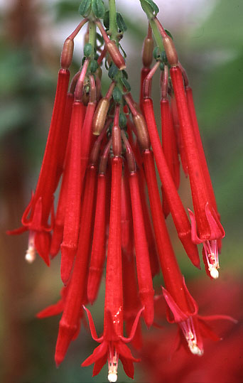 F. boliviana var. boliviana