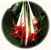 F. boliviana luxurians 'alba'
