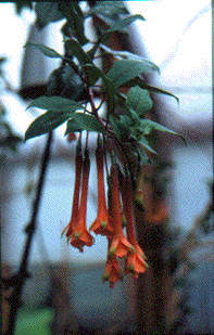 F. magdalenae