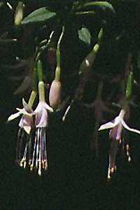 F. magellanica  var. alba
