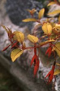 F. magellanica var. aurea