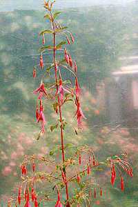 F. magellanica "Longipedunculata"
