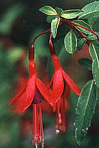 F. magellanica "Pumila"