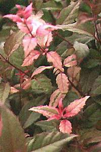 F. magellanica "Variegata"