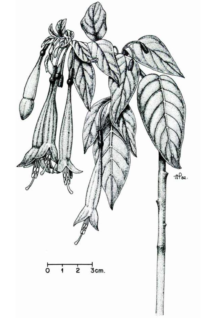 F. pilaloensis