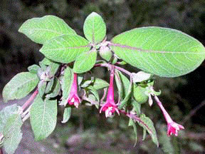 F. polyantha