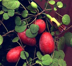 F. procumbens - jagody