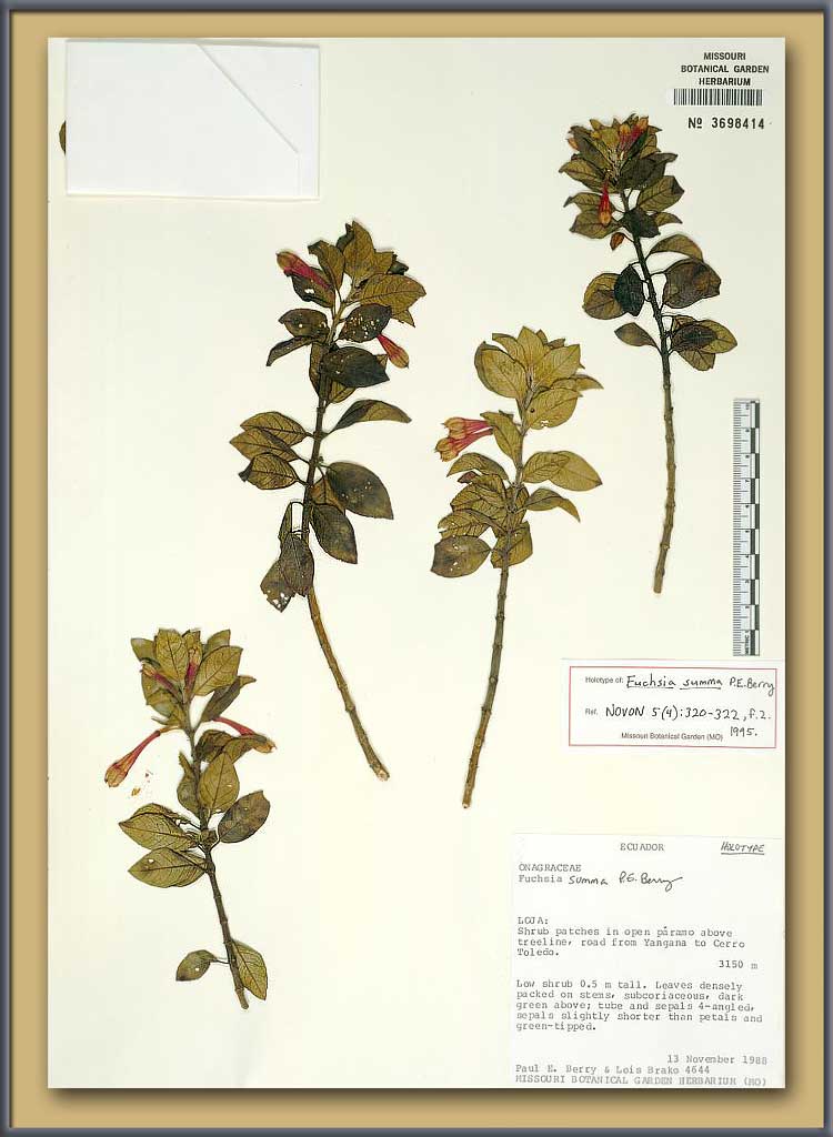 Fuchsia summa - herbarium