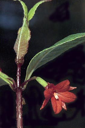 F. verrucosa