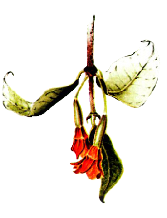 Fuchsia verrucosa