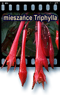mieszańce Triphylla