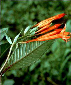 F. abrupta