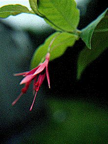 F. alpestris
