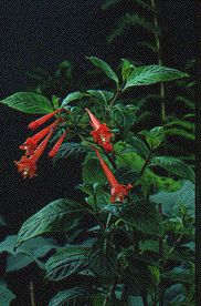 F. ampliata