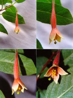 F. apetala