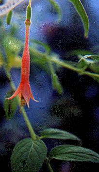 F. apetala
