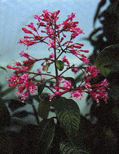 F. arborescens