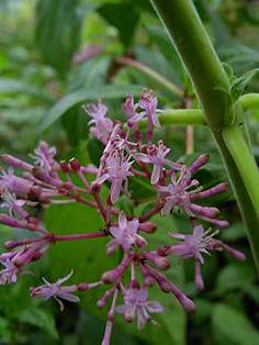 F. arborescens "Americana"