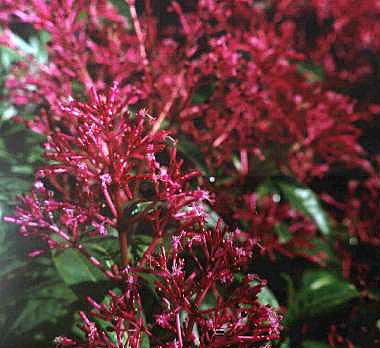 F.arborescens var. parva