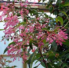F.arborescens var. syringifolia