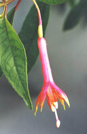 F. austromontana
