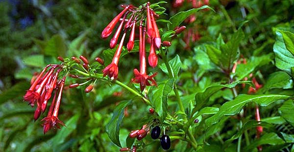 F. ayavacensis
