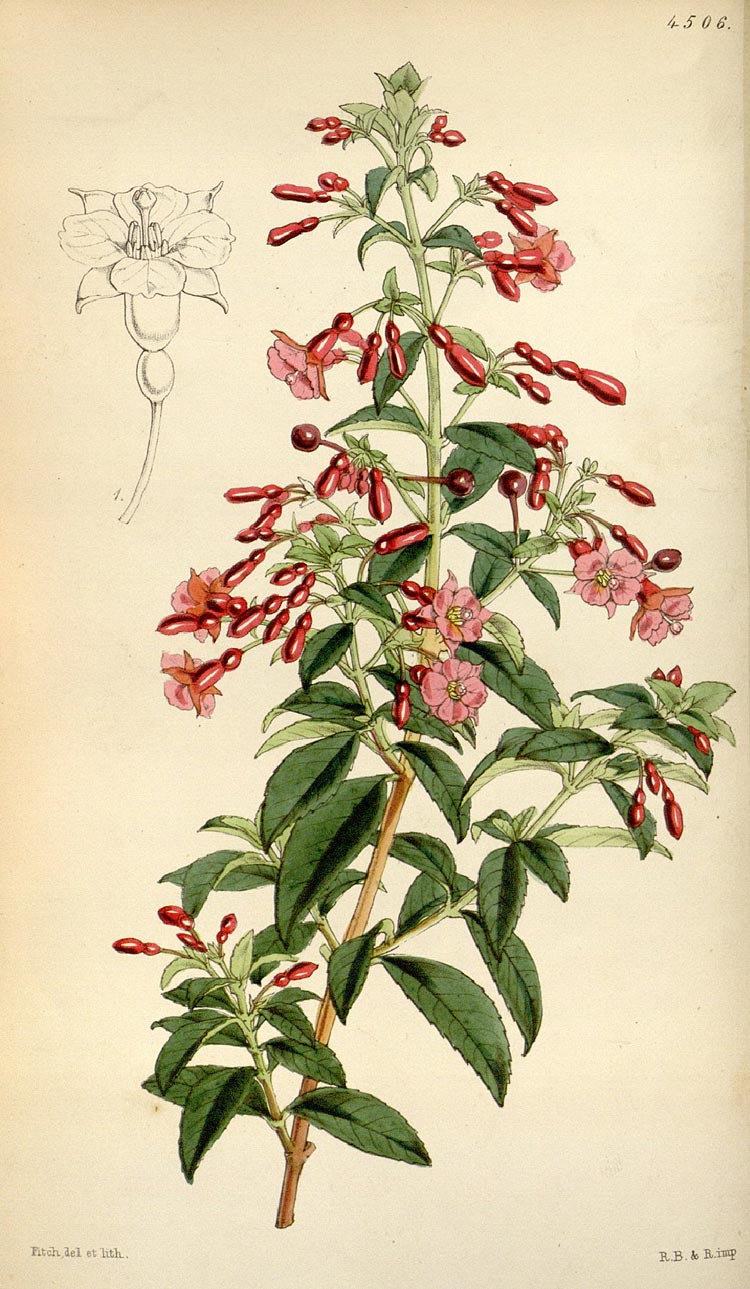 F. x bacillaris