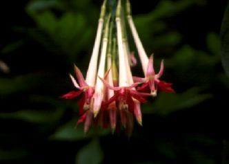 F. boliviana var. alba