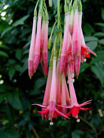 F. boliviana var. luxurians