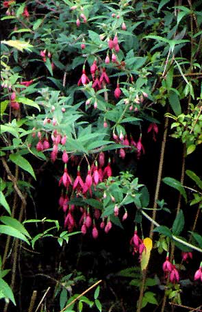 F. bracelinae