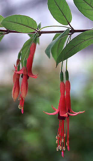 F. brevilobis