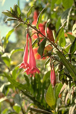 F. caucana