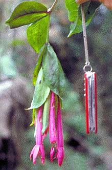 F. ceracea