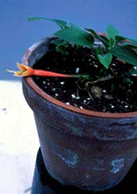 F. chloroloba