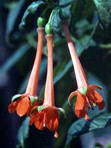 F. cinerea