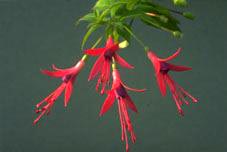 F. coccinea