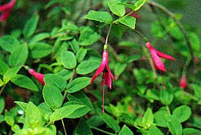 F. coccinea