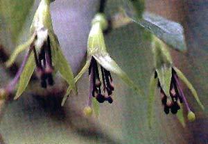 F. colensoi