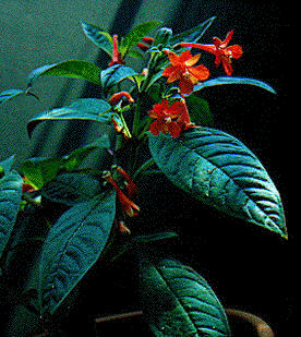 F. coriacifolia