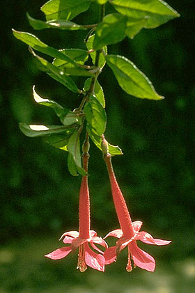 F.corollata