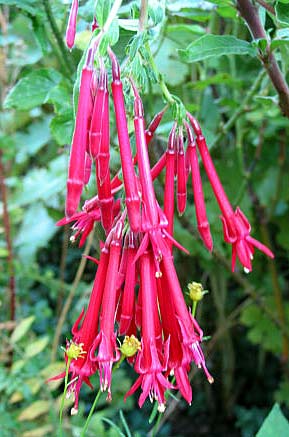 F. corymbiflora