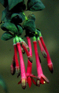 F. crassistipula