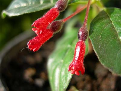F.cylindracea