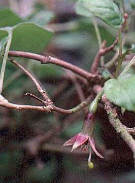 F. cyrtandroides