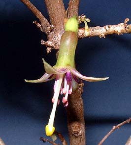 F. cyrtandroides