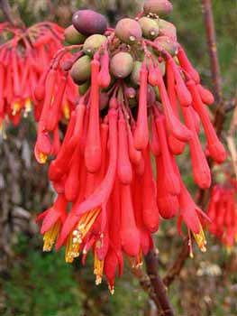 F. decidua