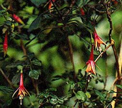 F. decussata