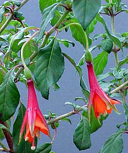F. decussata