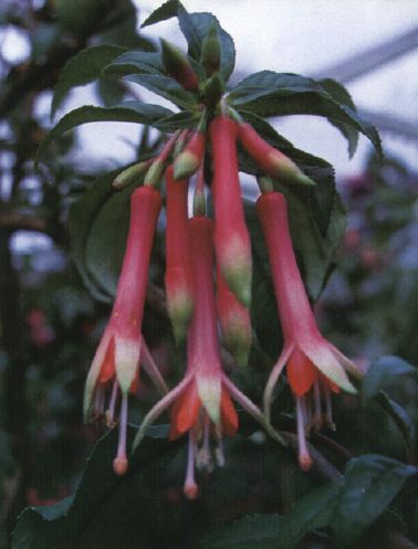 F.denticulata